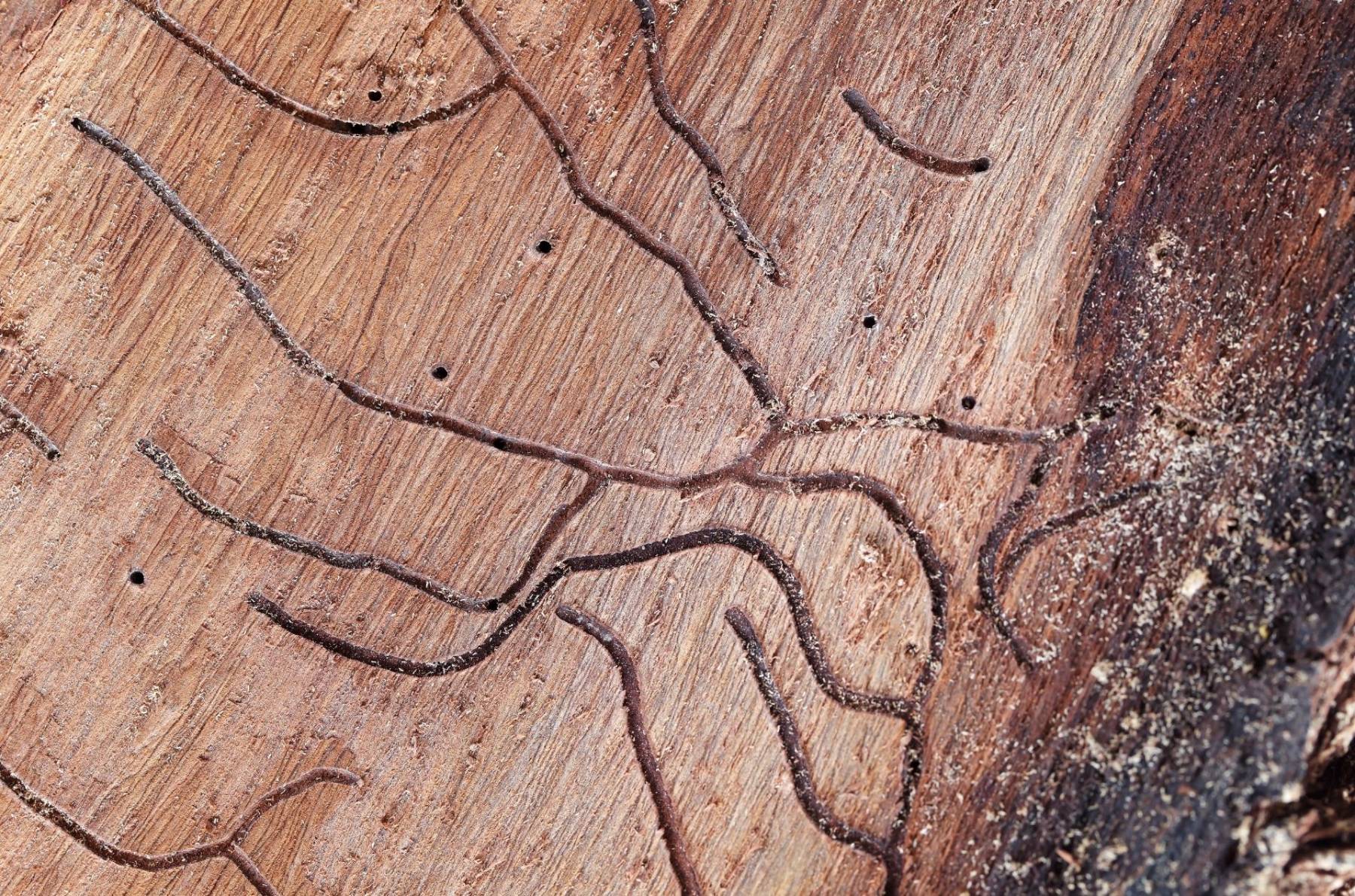 Termite Inspection